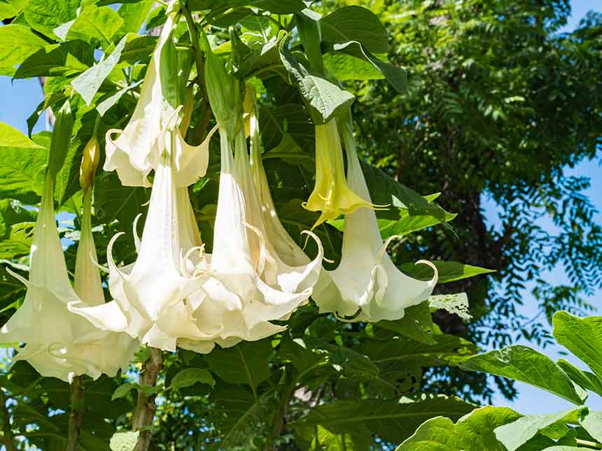 Fiori per notti profumate