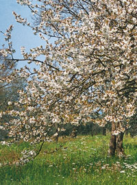 Nuovi alberi da frutto