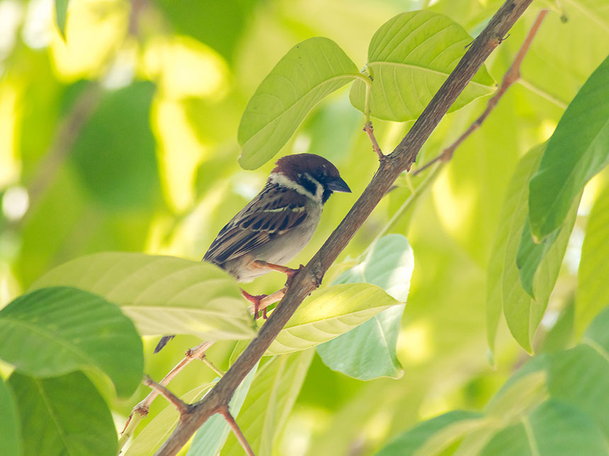 Siepi miste per arricchire la biodiversità