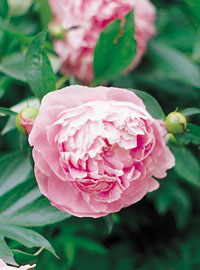 Coltivare le peonie