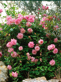 Cure di tarda primavera per rose e arbusti