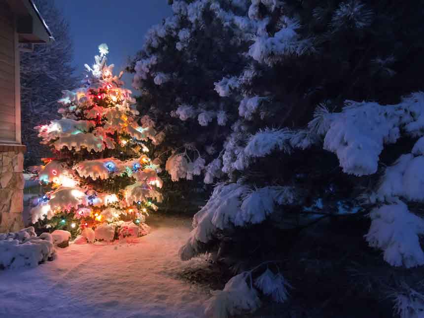Scegliere l'abete: albero vero o abete artificiale?