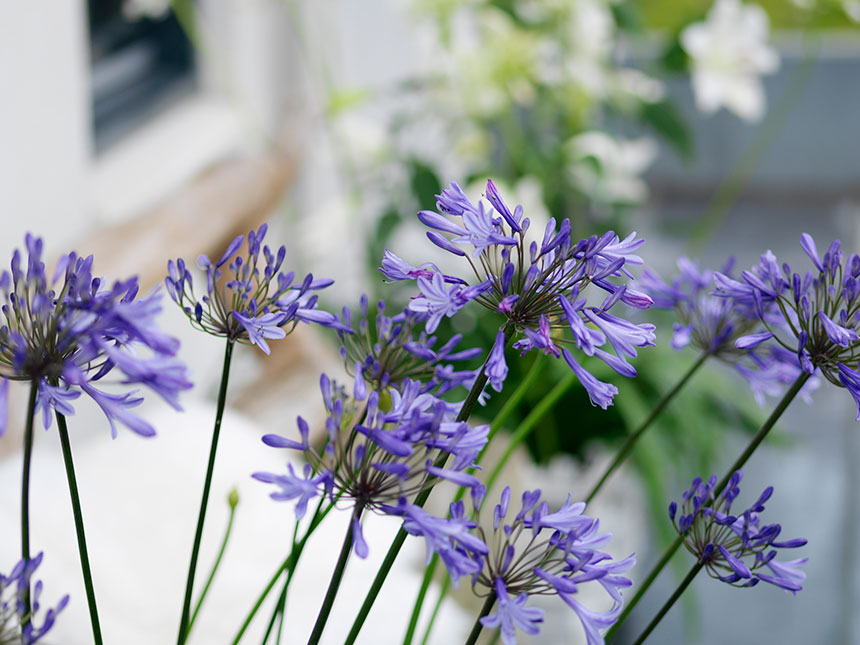 Bulbose estive, i fiori che non temono il caldo
