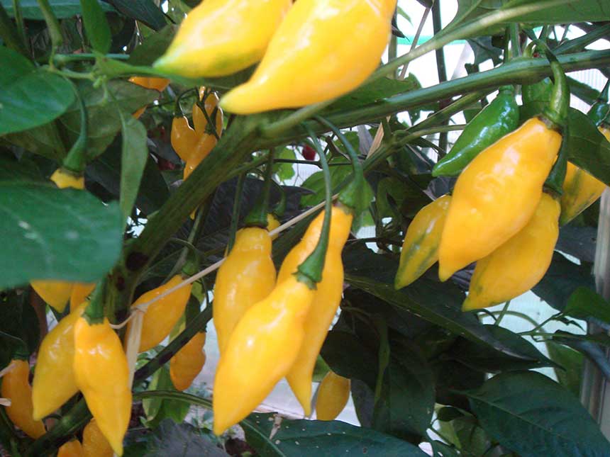Beni Highlands, peperoncino da record