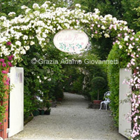 Rose antiche da ammirare e da acquistare