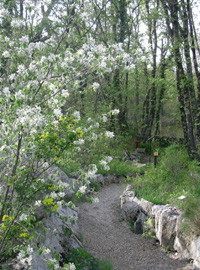 L’ambiente e la flora del Carso nel Giardino Botanico Carsiana, a Sgonico (Trieste)