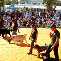 Sport e cultura a 4 zampe - 5a Rassegna Cinofila sulla spiaggia