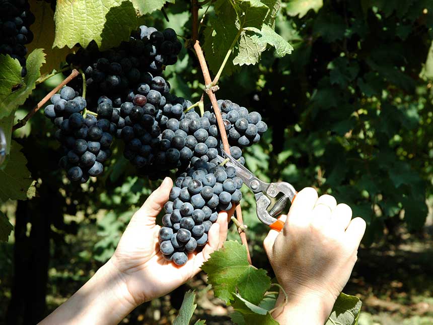 Un aiuto dalla genetica per i vigneti del futuro