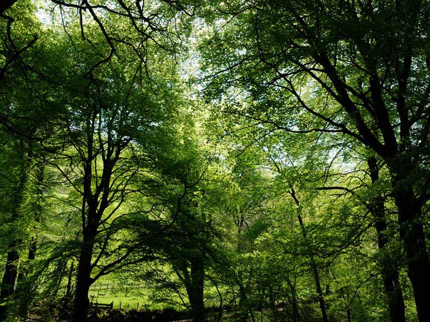 Deforestazione, un problema globale in peggioramento