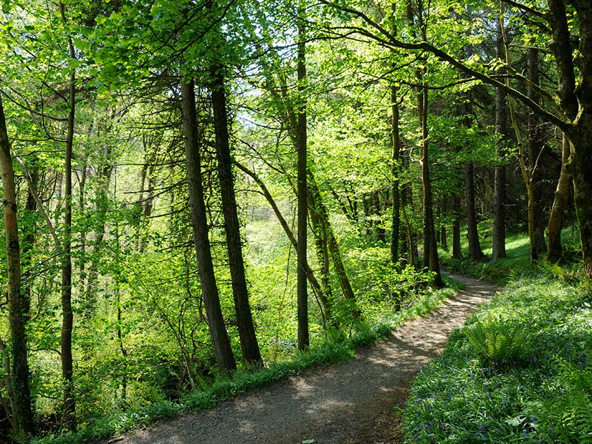 Più foreste in Italia: gli alberi rioccupano le terre
