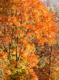 Foliage, i colori dell’autunno nel biellese