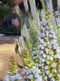 Primavera in giardino in Sardegna
