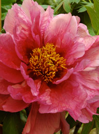 Peonie e rose in mostra