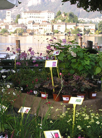 Ortafiori in scena a Orta San Giulio