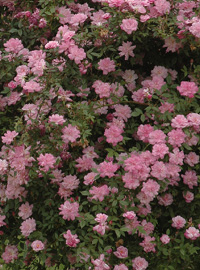 Rosae rosarum rosis