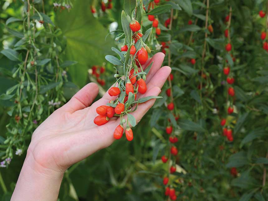 A caccia di frutti insoliti che aiutano il benessere e la salute