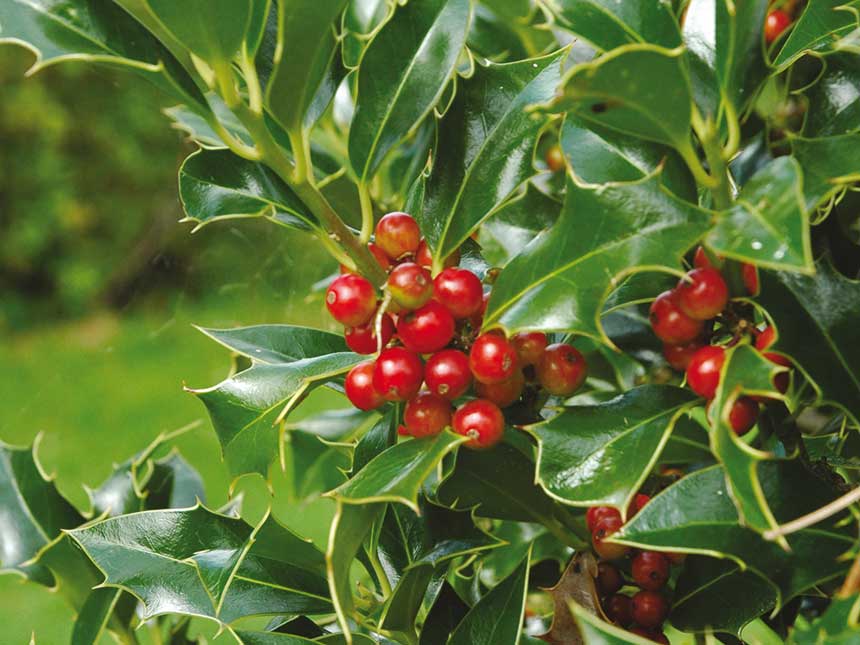 Natale all'italiana con l'agrifoglio
