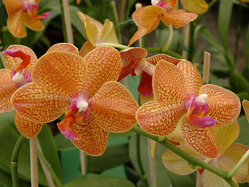 Orchidee in salute, poche semplici regole