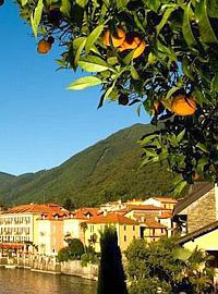 Gli agrumi di Cannero Riviera