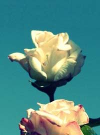 Una rosa per Ilaria Alpi