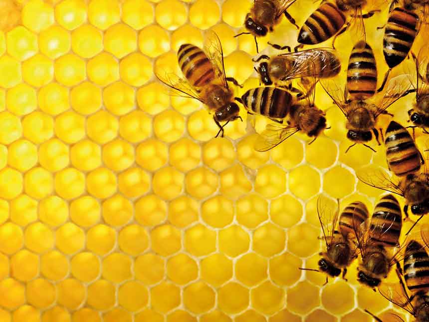 Propoli, la cura naturale per le persone...e per le piante