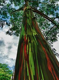 Un arcobaleno di albero