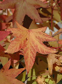 I colori d’autunno nei Grandi Giardini Italiani