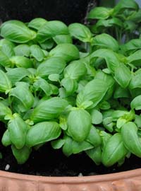 Festa delle erbe aromatiche, officinali e piante antiche a Rollo di Andora