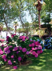 Festa delle ortensie a Bolsena