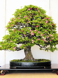 L’arte  del bonsai incontra l’arte  della distillazione