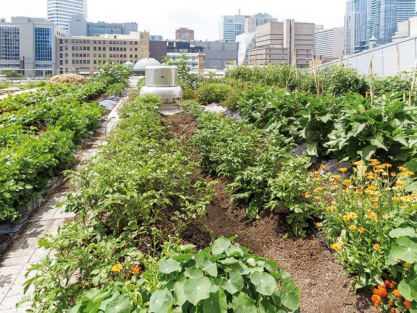 Il futuro delle città? Agricoltura in giardino e nei parchi urbani