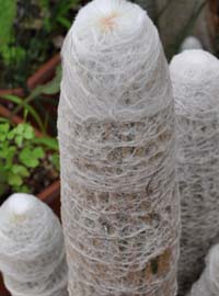 Cactus Folies sul Lago Maggiore