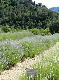 Erbe in fiore, festival a Casola Valsenio
