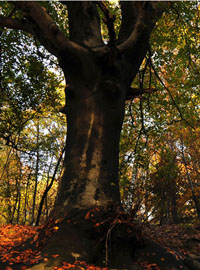 A Varese si parla di alberi monumentali