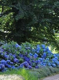 Ortensie in fiore a Villa Doria