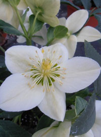 Un fiore per Papa Francesco