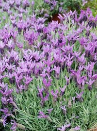 Il mese delle erbe officinali
