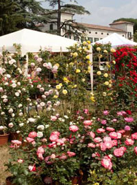 Franciacorta in fiore