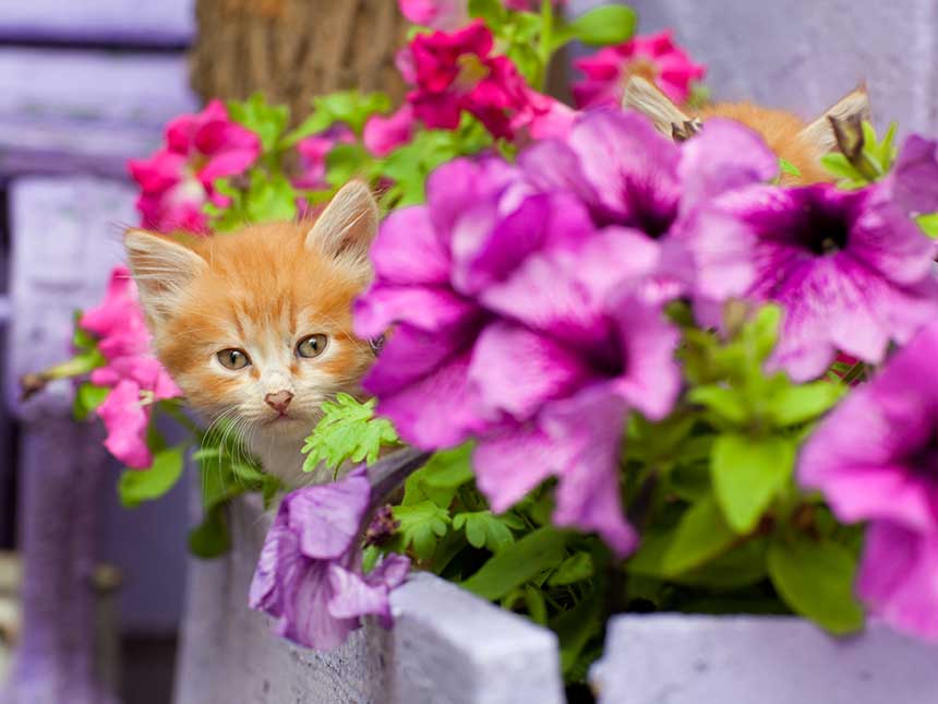 Pet Designer, spazi progettati a misura di micio