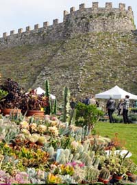 Fiori nella Rocca, piante rare sul Lago di Garda