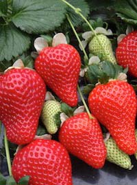 La fragola tricolore e altre novità