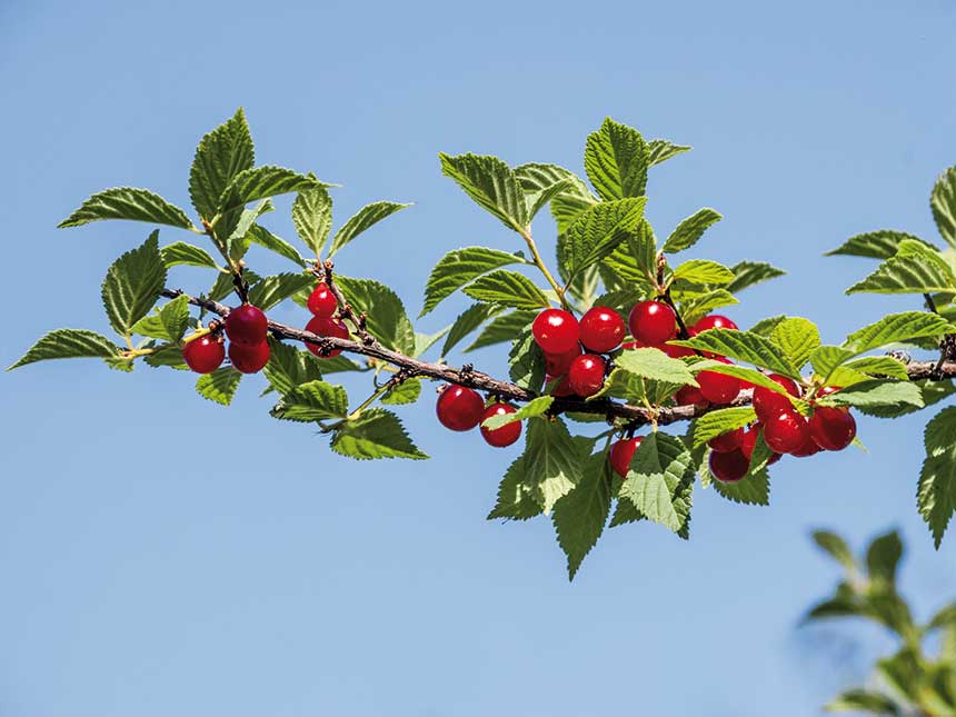 Il boom del biologico e del naturale arriva nei giardini italiani