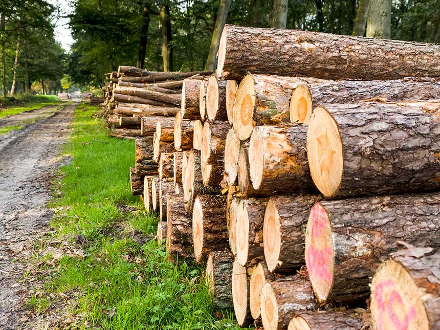 Un futuro per le foreste alpine