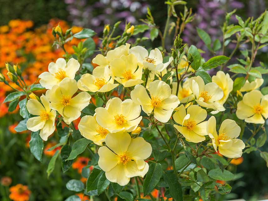 Tornano in voga le suggestive rose a fiore semplice