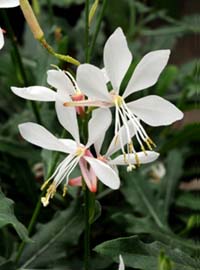 I fiori più belli del 2014