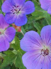 Geranium
