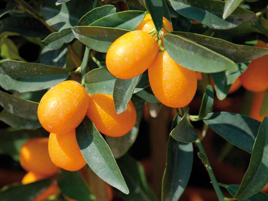 Frutti e fiori che augurano buona fortuna