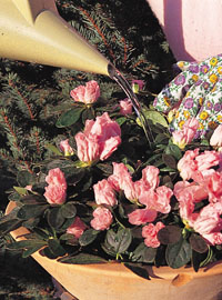 Giardinaggio facile
