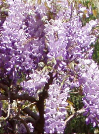 Glicini in fiore sul lago Maggiore