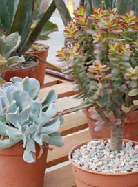 Piante grasse e nuove rose